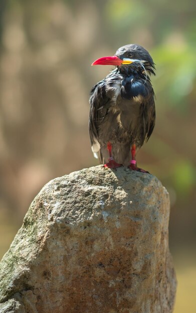 Inca tern