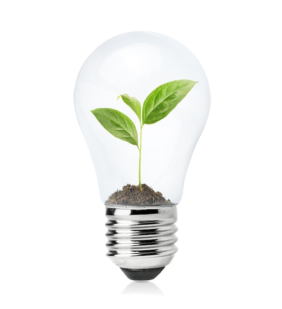 Incandescent lamp with a young seedling inside on a white isolated background ecological concept