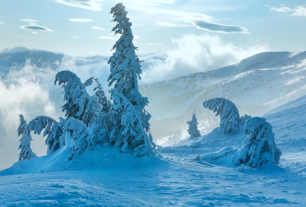 Inclined icy snowy fir trees on winter morning hill in cloudy misty weather.