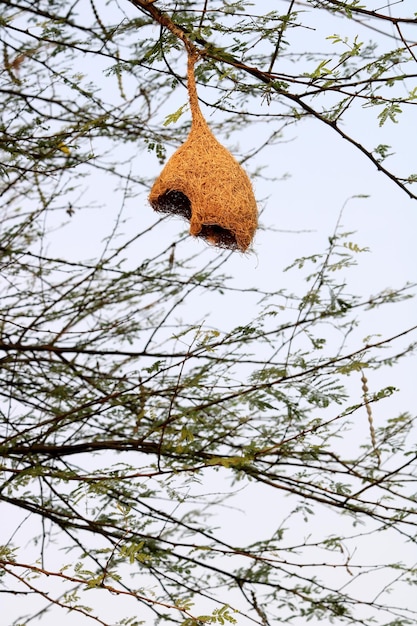 木にぶら下がっている未完成の鳥の巣