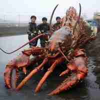 Photo the incredible discovery fukushima unveils giant lobsters as tamed pack animals and rideable compan