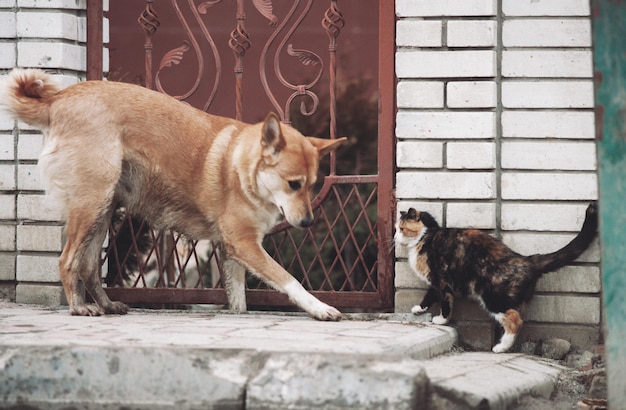 猫と犬の知人の間の信じられないほどの友情と新しい友達への関心