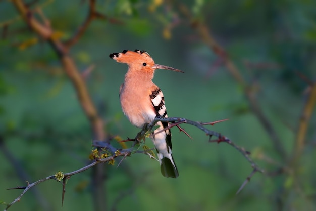 Incredible hoopoe