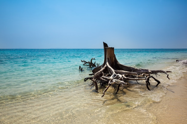 Incredible tropical beach. Exotic background