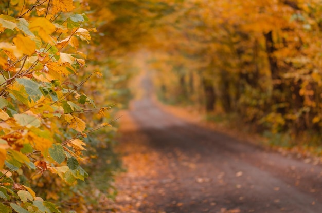 Photo incredible view on autumn forest location place scenery in ukraine europe autumnal alley autumn gold trees in a forest