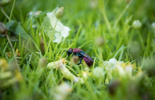 Incredibly beautiful bright waspglistening on a grass incredible wildlife