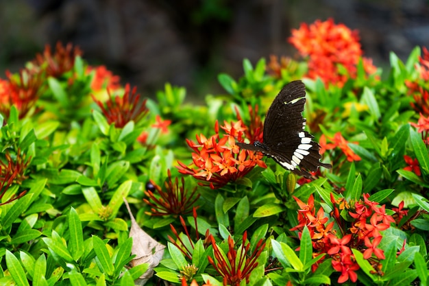 Невероятно красивая дневная тропическая бабочка papilio maackii опыляет цветы. черно-белая бабочка пьет нектар из цветов. цвета и красота природы