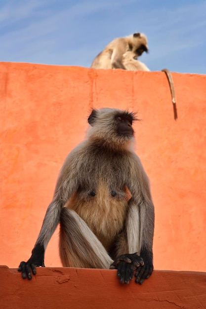 India, Rajasthan, Jaipur, indian monkeys at the Amber Fort