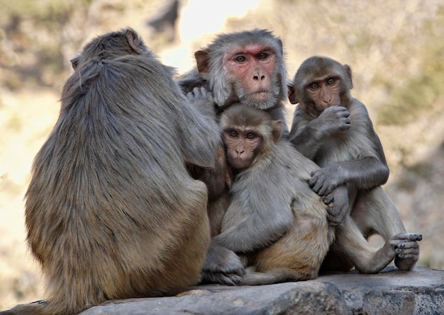 India, Rajasthan, Jaipur, indian monkeys clean each other