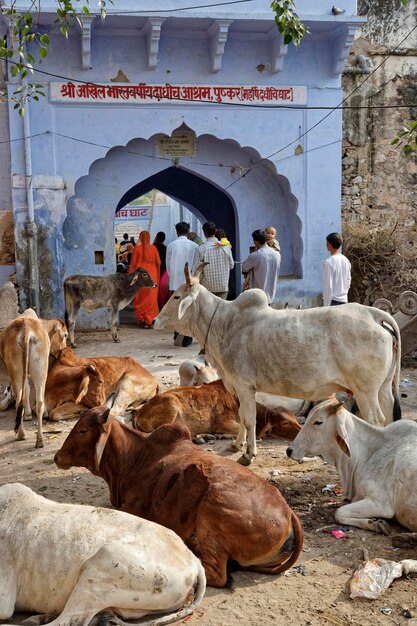India Rajasthan Pushkar 28 januari 2007 mensen en heilige koeien op een centraal plein van de stad redactie
