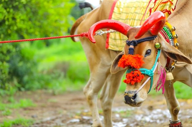 Indiaas polafestival met respect voor stieren en ossen, gevierd door boeren in India