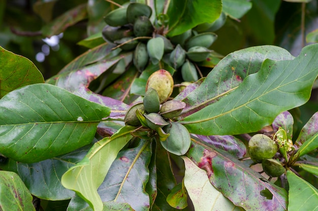 인디언 아몬드 비치 아몬드 Terminalia 카타파 씨앗