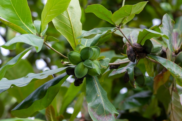 Indian almond beach almond Terminalia catappa seeds