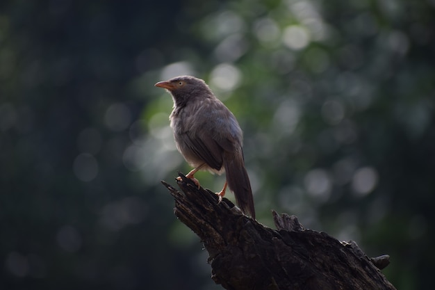 Photo indian babbler bird