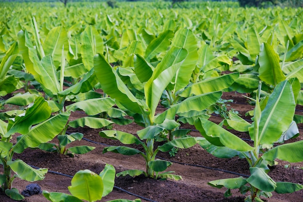 Indian  banana field