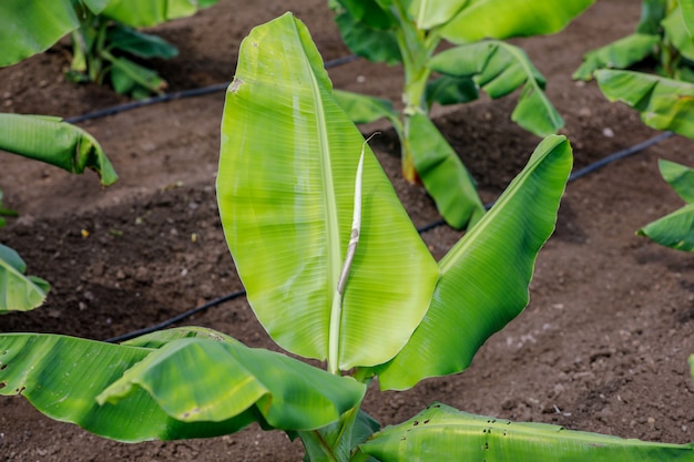 Indian  banana field