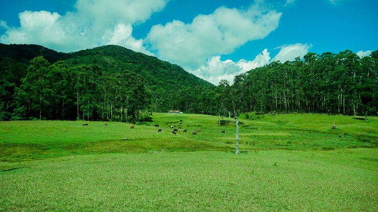 インドの美しい森の風景
