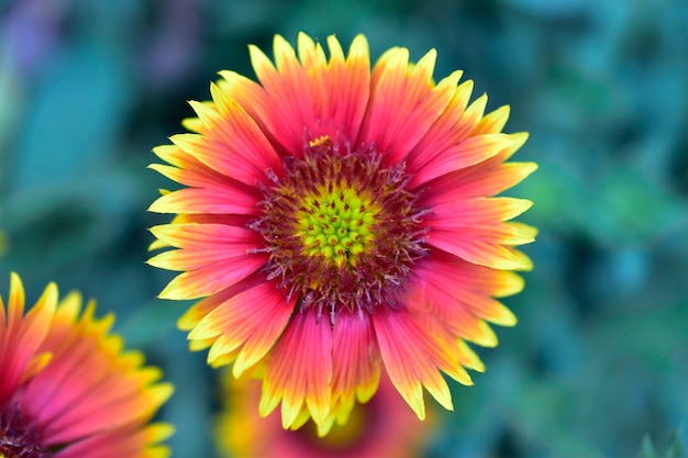 Indian blanket flower, wildflower against green background.