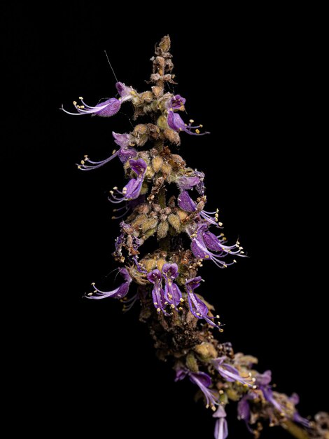 Indian Borage Flower