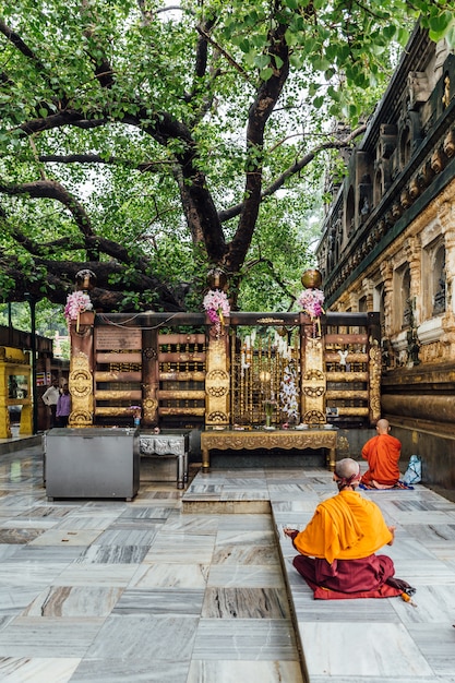 Indian buddhist monk in meditation near the bodhi tree