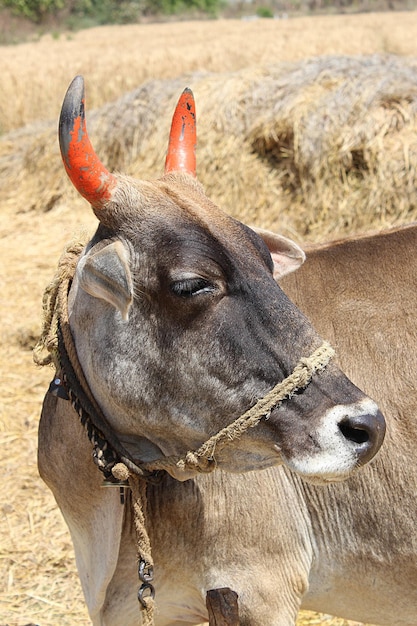 Testa di toro indiano con corna rosse