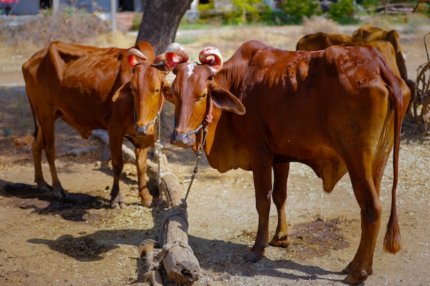 Indian cattle field ,Rural india