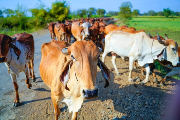 Indian cattle outdoors