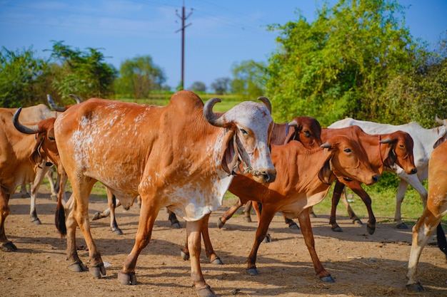 Indian cattle outdoors