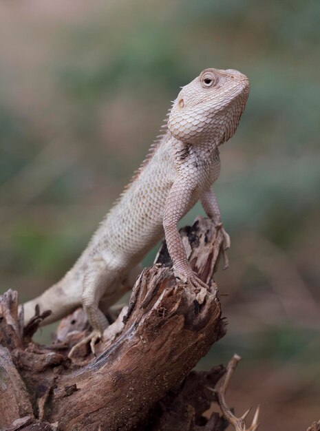 Indian Chameleon