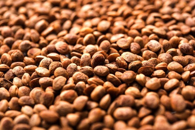 Photo indian charolya, buchanania lanzan, almondette kernel seeds in a bowl or pile. selective focus