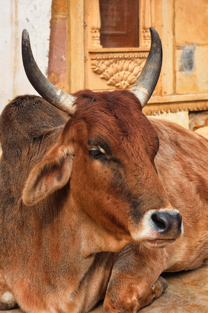 Indian cow resting in the street