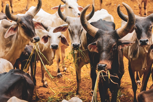 indian dairy farming, indian cattle