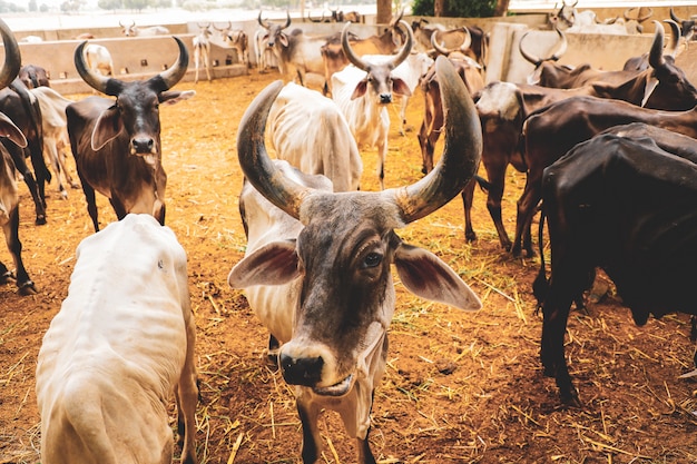 indian dairy farming, indian cattle