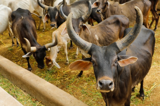 Indian dairy farming, indian cattle