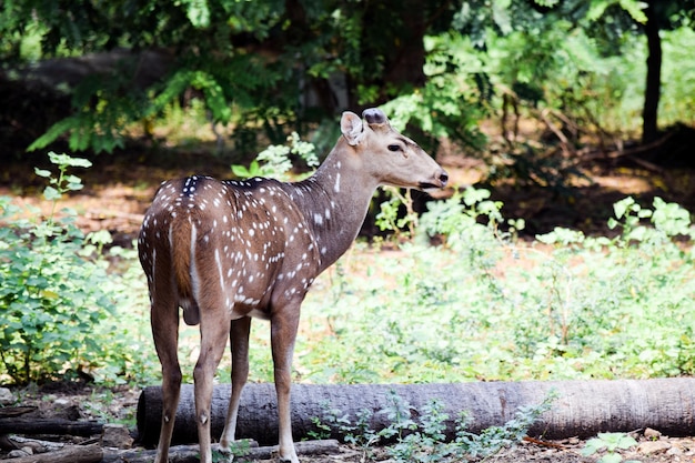 Indian deer standing in forest