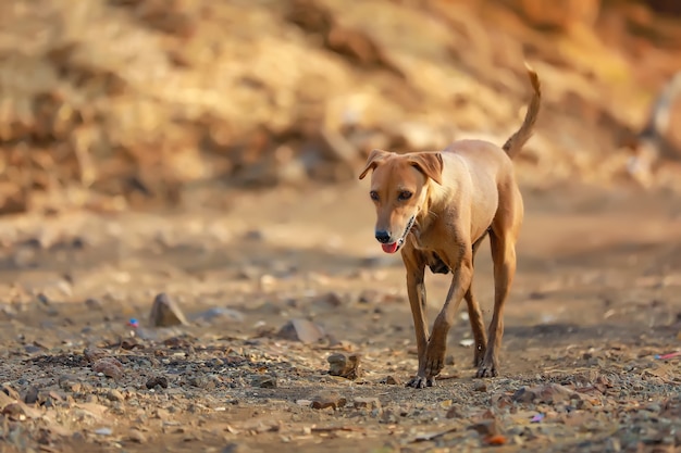 通りで食べ物を探しているインドの犬