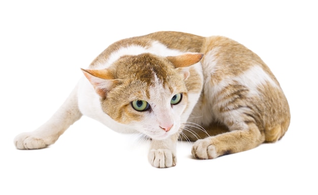 Indian Domestic Cat on White Background