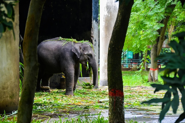 나무 사이로 풀을 먹고 있는 인도 코끼리. 지상에 서 있는 코끼리의 흐릿한 움직임