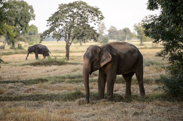 Indian elephants family in rice field