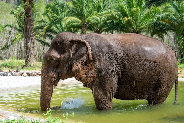 Indian elephants in natural habitat Wild elephant in water Wildlife scene in nature habitat