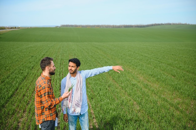 인도와 유럽 농부들이 녹색 밀밭에 서 있습니다.