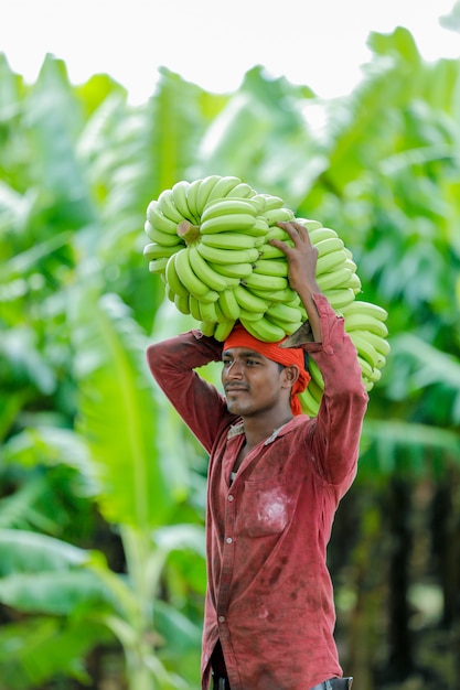 indian farmer at banana field