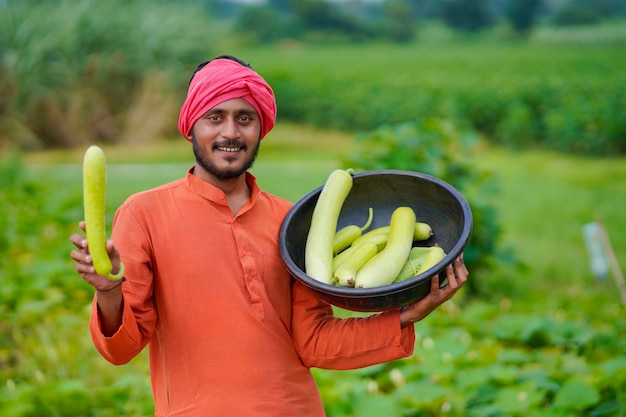 Indian farmer at bottle gourd agriculture field.