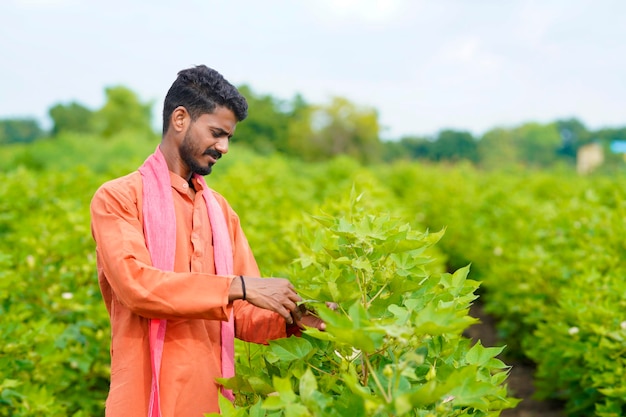 Agricoltore indiano che controlla la pianta del cotone al campo agricolo