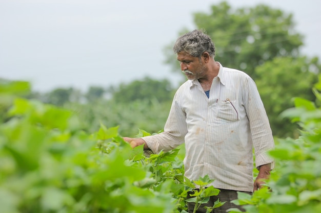 Indian farmer in cotton farm