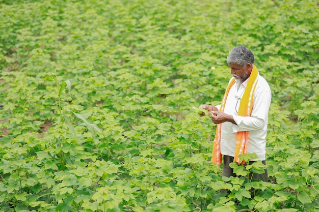 Contadino indiano al giacimento di cotone, india