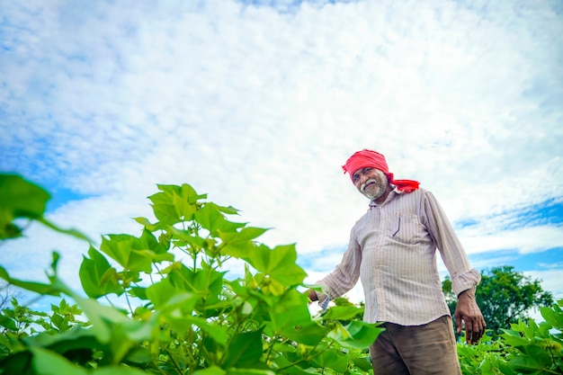 Coltivatore indiano al campo di cotone