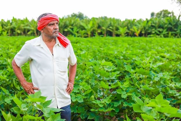 목화 필드에서 인도 농부
