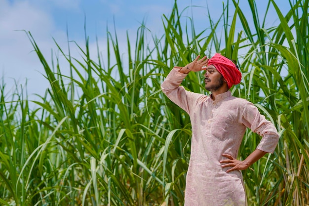 Indian farmer at green sugarcane agriculture field.