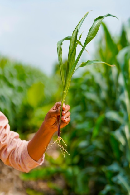 Indian farmer holding crop in hand at agriculture field.